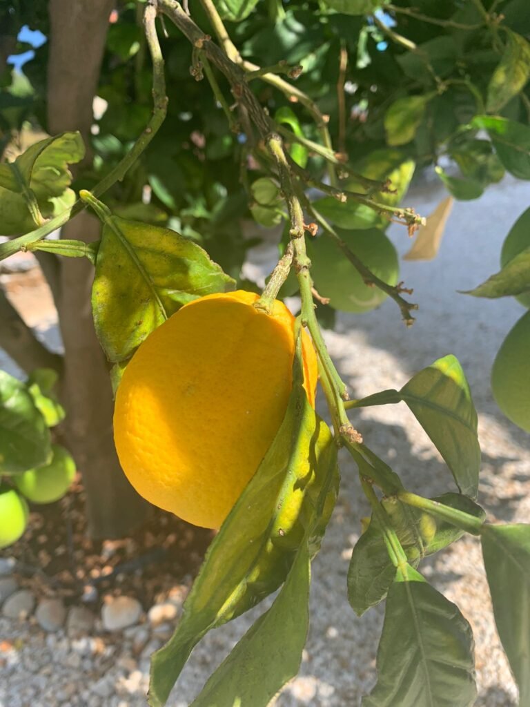 lemon tree