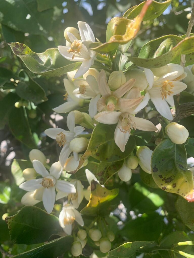 Lemon flowers, house with swimming pool in Crete to sale