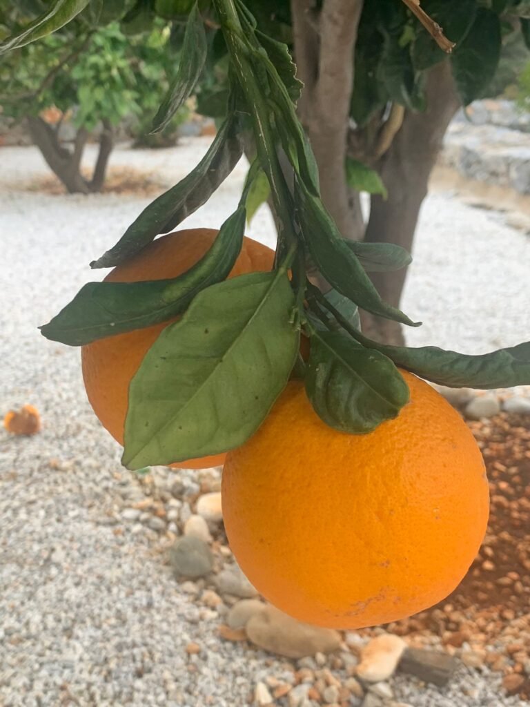 Orange tree, house with swimming poll in Crete